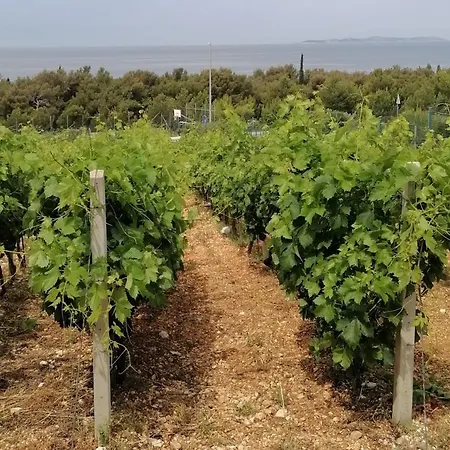 Diana * 프리모스턴