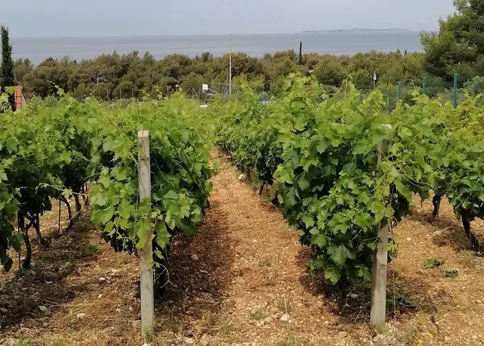 Diana * 프리모스턴